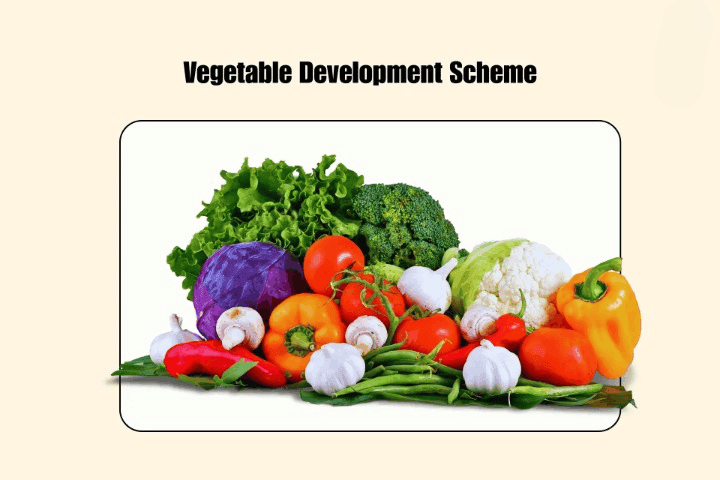 Vegetable Development Scheme