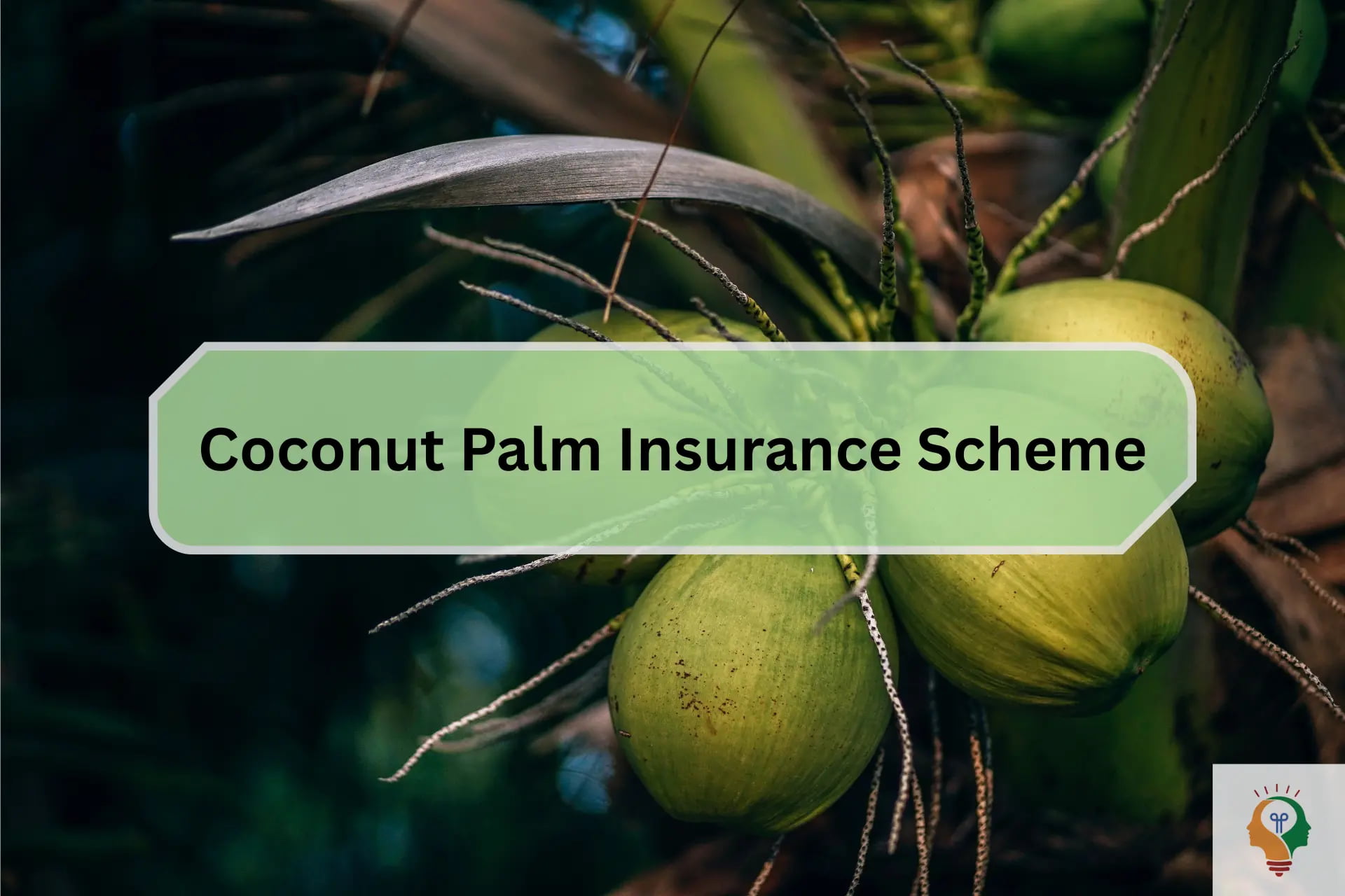Coconut Palm Insurance Scheme