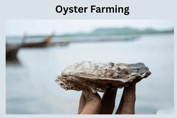 Oyster Farming