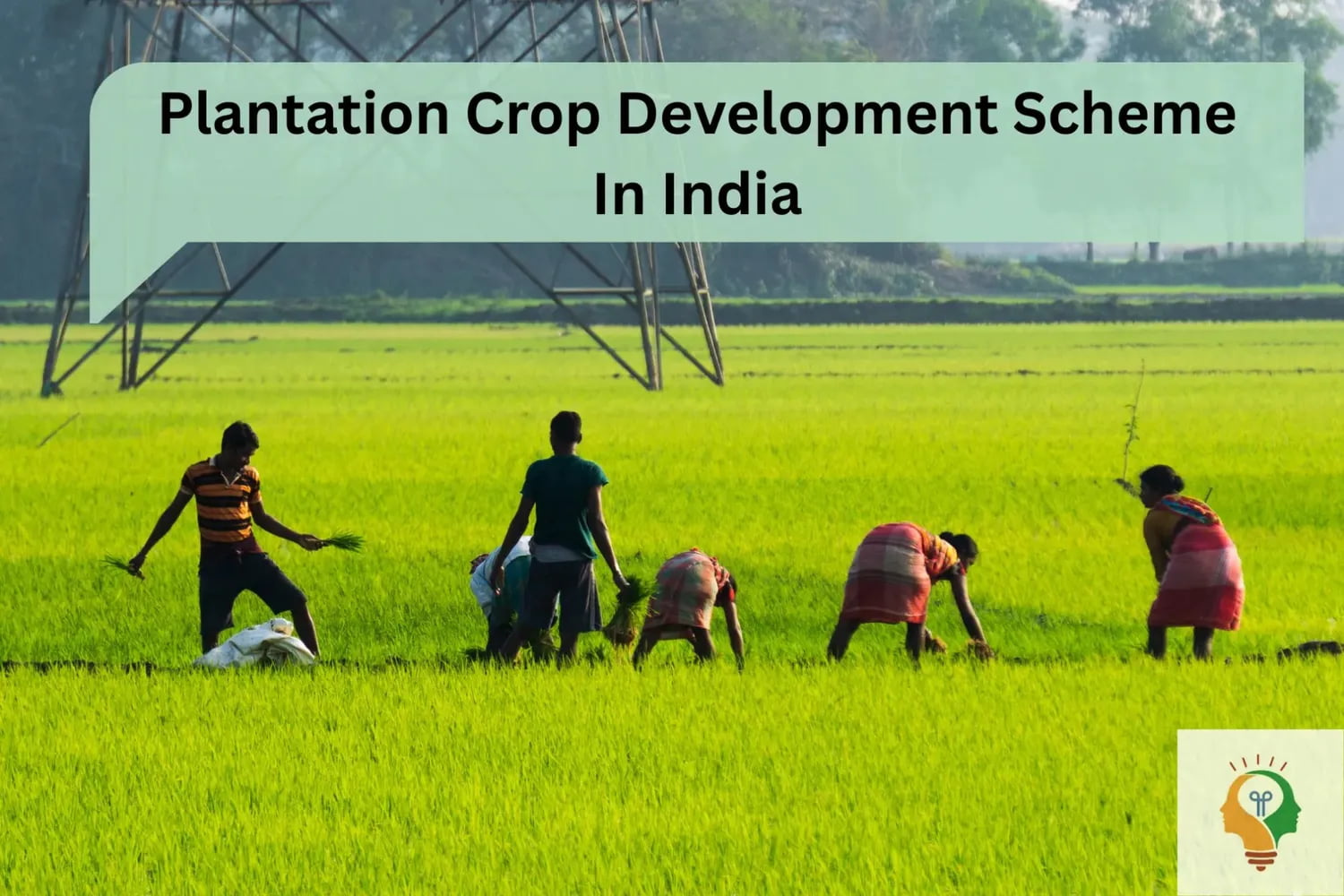 Plantation Crop Development Scheme