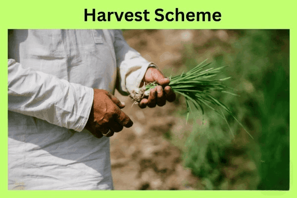 Harvest Scheme